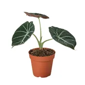 Alocasia Reginula ‘Black Velvet’ – 6″ Pot