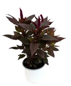 5.25" FALL ANNUAL CELOSIA