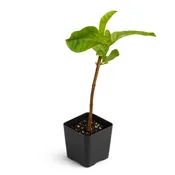 Guava [Psidium guajava]