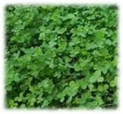 AberLasting Clover – Perennial (Coated &amp; Pre-Inoculated)