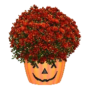 12" Mum Pumpkin Pot Zuma Orange