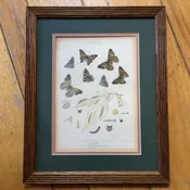 Butterfly Botanical Framed and Signed — Summer Porch Vintage Living Sacramento