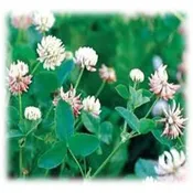 Alsike Clover – Perennial (Untreated)
