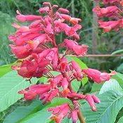 Aesculus pavia<br>Red Buckeye