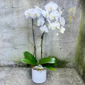 Double-Stem White Phalaenopsis Orchid Plant