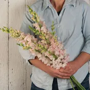 Antirrhinum majus ‘Costa Silver’ Snapdragon