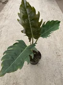 6″ Philodendron Caramel Pluto