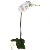 Phalaenopsis Orchid, Single Spikes (18 Plants)