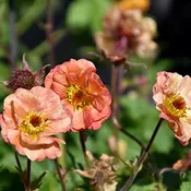 ‘Alabama Slammer’ Geum
