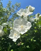— White Oak Farm and Gardens