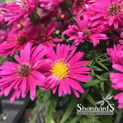Aster Mixed Colors 4.5 In 4.5"