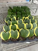 2" Hoya Heart Assorted - Bulk 10 Pots Indoor Plant ( Case of 10 )