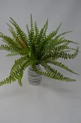 12" Sword Fern Bush