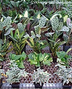 Foliage - Assorted