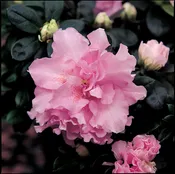 AZALEA – PINK 6IN