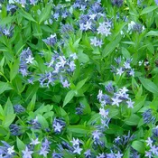Blue Star 'Blue Ice'