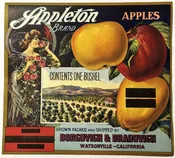 Antique 1920s Appleton Brand Apples Crate Label 🍎 — Borgovich & Dragovich, Watsonville CA — Olsen Litho S.F., Art Nouveau