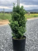 Buxus sempervirens 'Dee Runk' — Shreckhise Nurseries