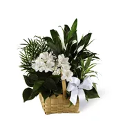 The FTD Peace & Serenity Dishgarden