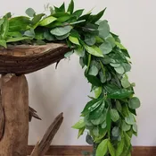 Cocculus & Eucalyptus