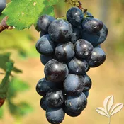 Black Spanish Grape