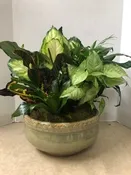 12" CERAMIC DISH GARDEN DG12