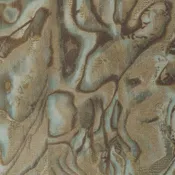 Abalone - WHF3181.WT.0