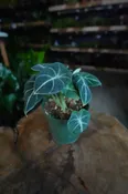 Alocasia Black Velvet 4”