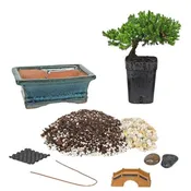 5″ Ceramic Japanese Juniper Bonsai Starter Kit