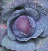 Cabbage, Ruby Perfection (Late)