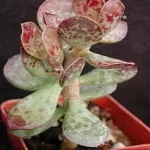 ADROMISCHUS UN-NAMED “A”