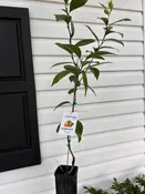 1 Gallon Changsha Mandarin Tree