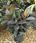 Ficus Rubber Bush