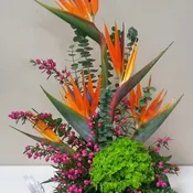 Bird of Paradise Special  (On Sale)