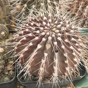 Acanthocalycium aff spiniflorum  (P120) #3.6