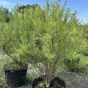 Desert Willow – Chilopsis Linearis (30Gal)