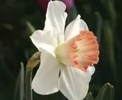 Narcissus – Pink Charm