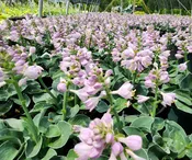 HOSTA ‘Blue Mouse Ears’