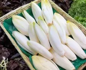 Belgium Endive