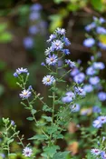 Aster (Symphyotrichum) cordifolius / Blue Wood Aster — Franks Perennial Border