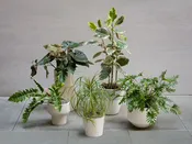 Large Plant — Urban Botanica