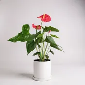 Anthurium Plant