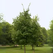 Acer nigrum