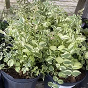 Polemonium reptans 'Stairway to Heaven' (Jacob's Ladder) Unity Grown