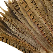 10 PC/PKG  RINGNECK PHEASANT TAILS  10-12" -  NATURAL