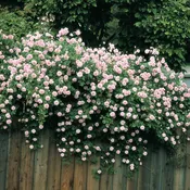Cecile Brunner, Climber — Weeks Roses