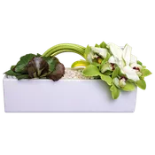 AF 150-22 White Cymbidium Orchid Modern Rectangular Vase Floral Arrangement
