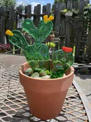 Fused Cactus