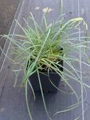 Carex woodii / PRETTY SEDGE — Franks Perennial Border