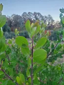 Arctostaphylos x manzanita 'Mary's Blush', Common Manzanita